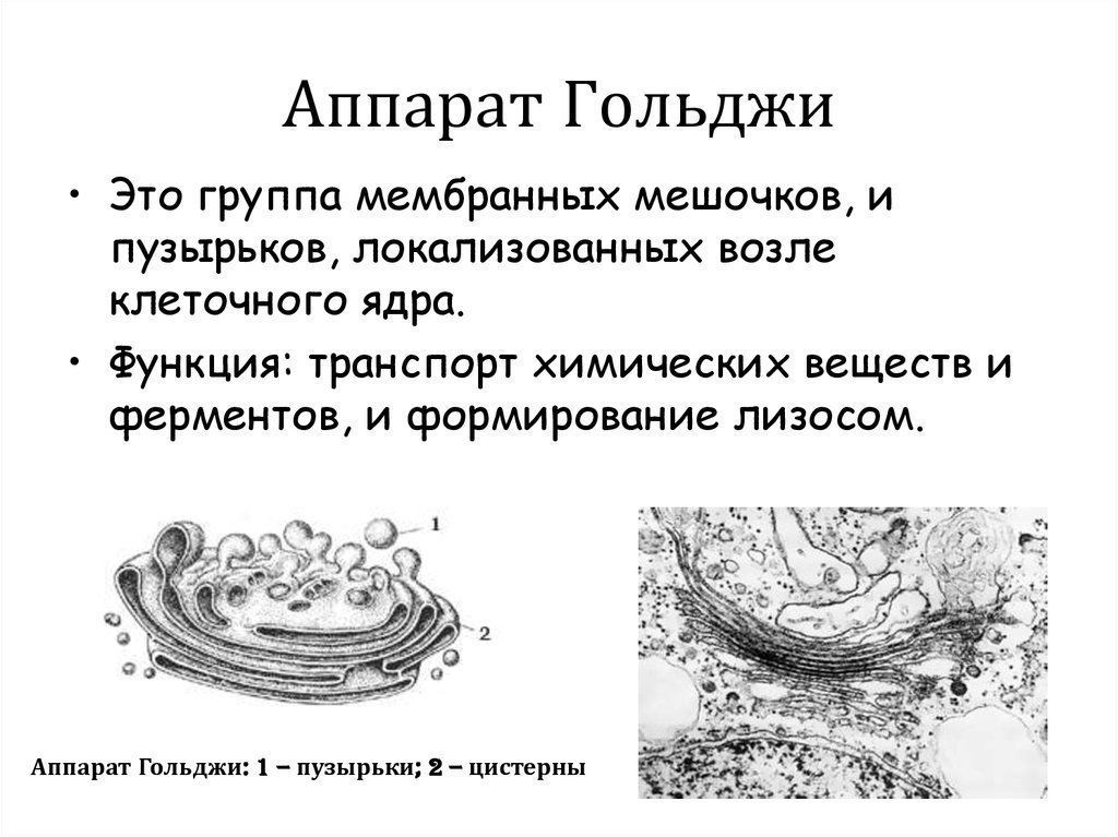Аппарат гольджи рисунок маленький фото