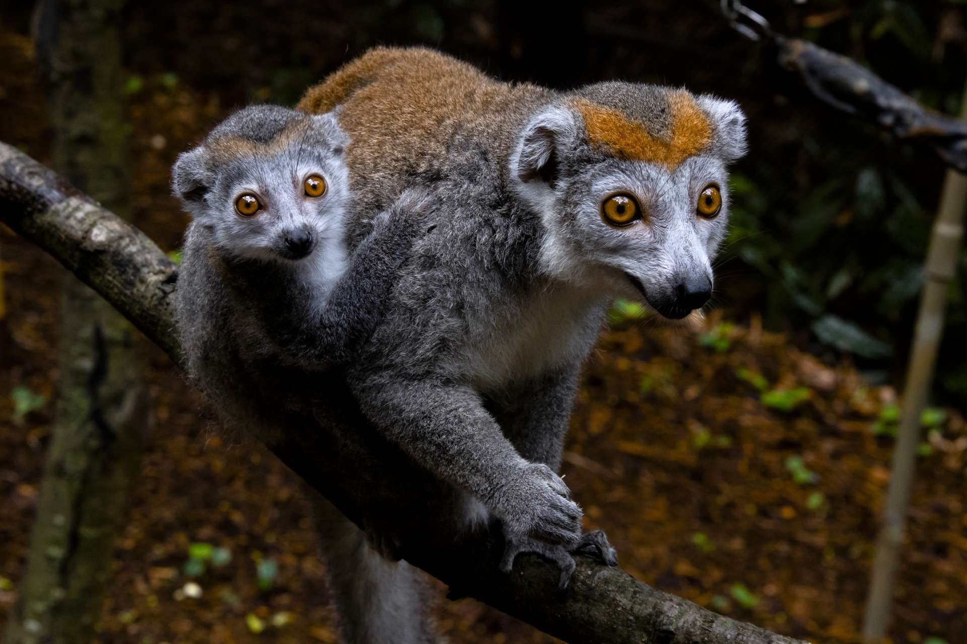 Большой бамбуковый лемур рисунок фото