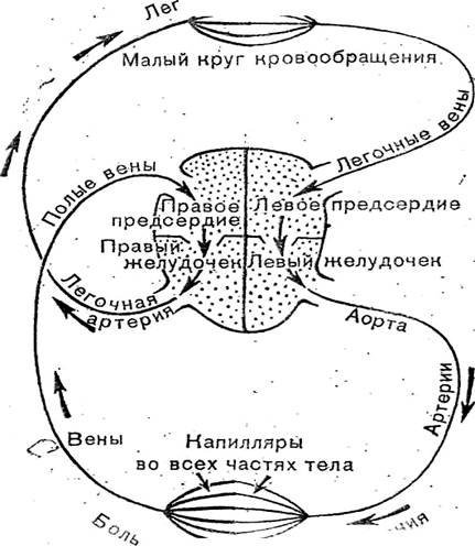 Большой и малый круг кровообращения рисунок от руки фото