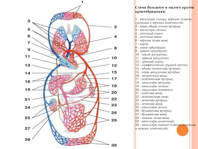 Большой и малый круг кровообращения рисунок с подписями фото