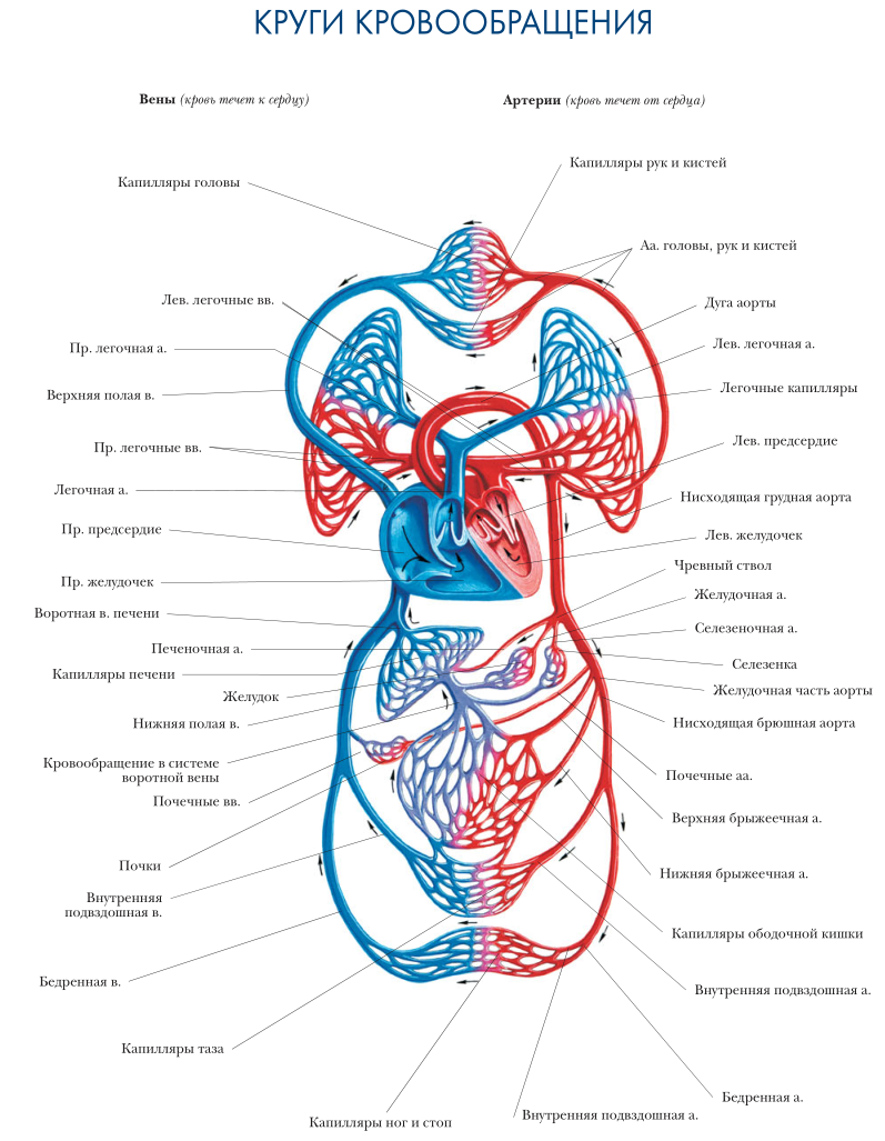Большой круг кровообращения рисунок по биологии фото