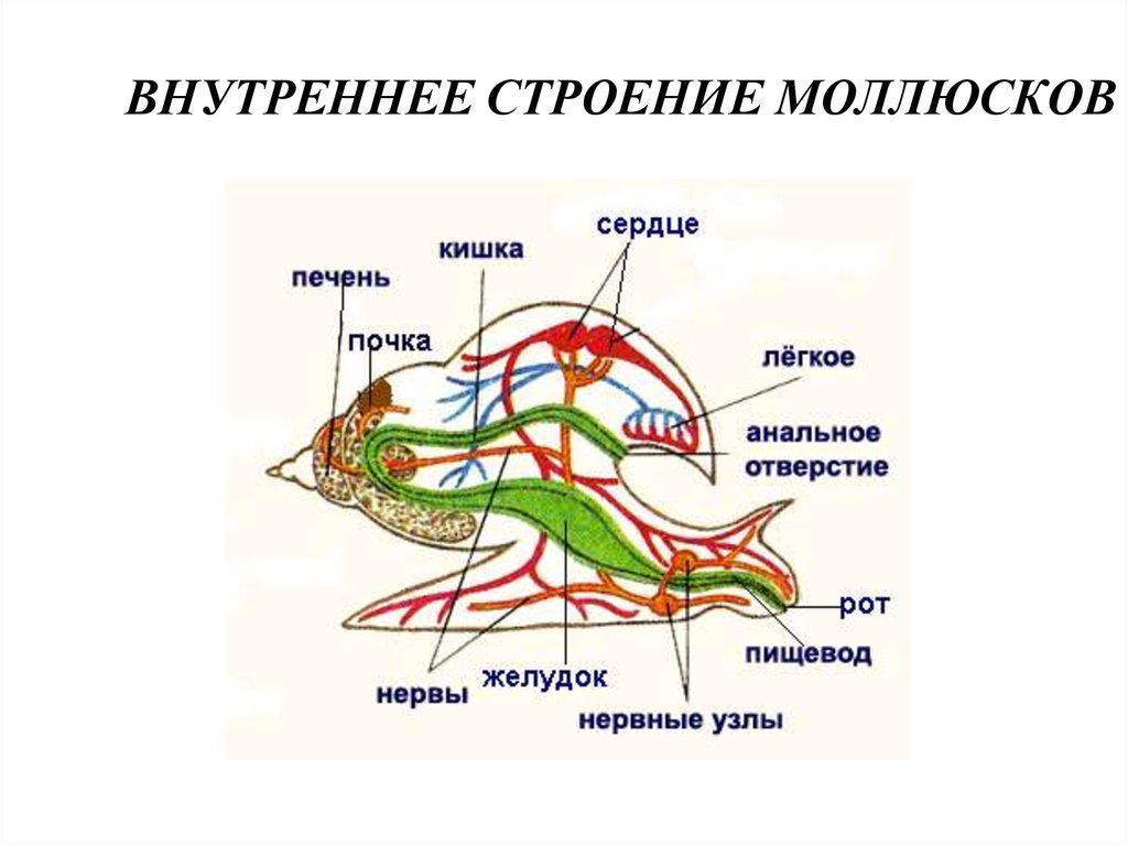 Большой прудовик рисунок с подписями фото