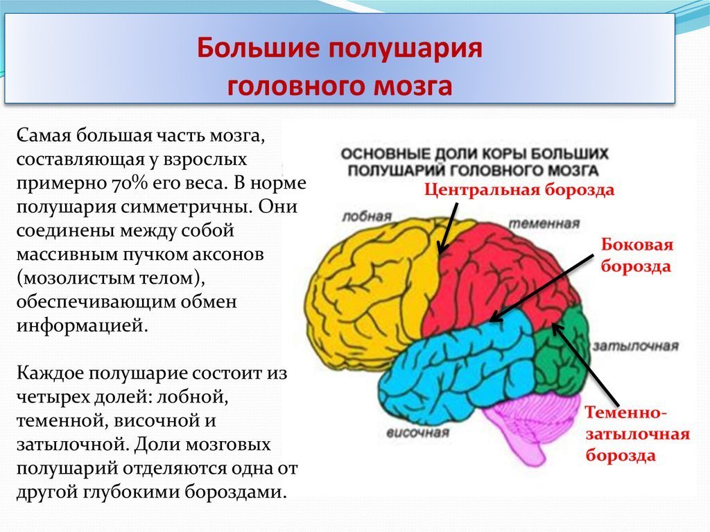 Доли больших полушарий головного мозга рисунок фото