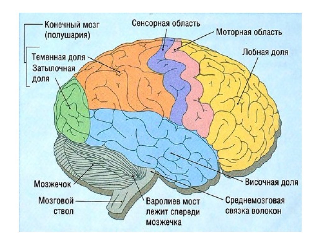 Доли больших полушарий головного мозга рисунок с подписями фото