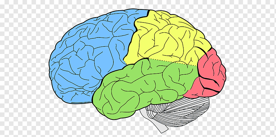 Доли больших полушарий мозга рисунок фото