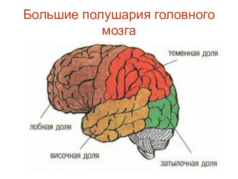 Доли больших полушарий рисунок фото