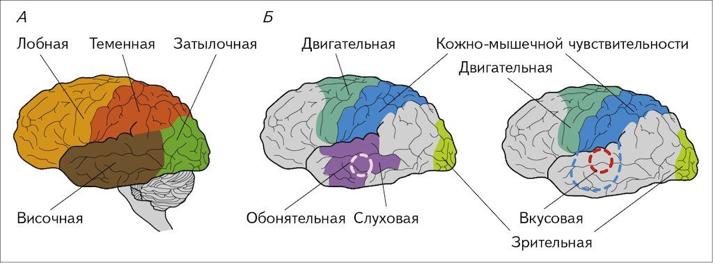 Функциональные зоны коры больших полушарий головного мозга рисунок фото