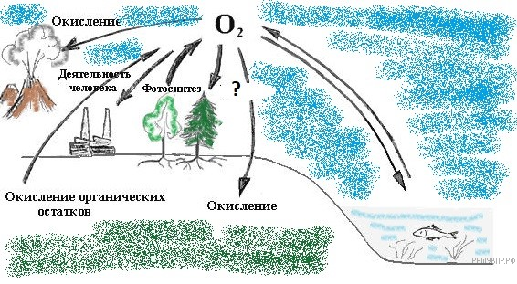 Картинки круговорот кислорода в природе фото