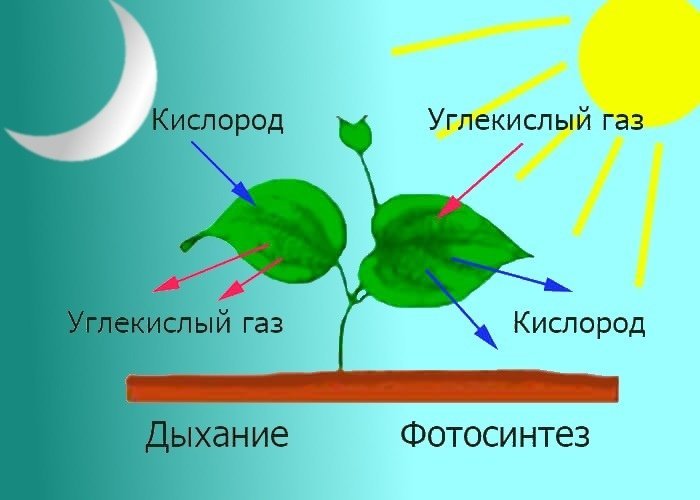 Картинки на тему дыхание природы фото