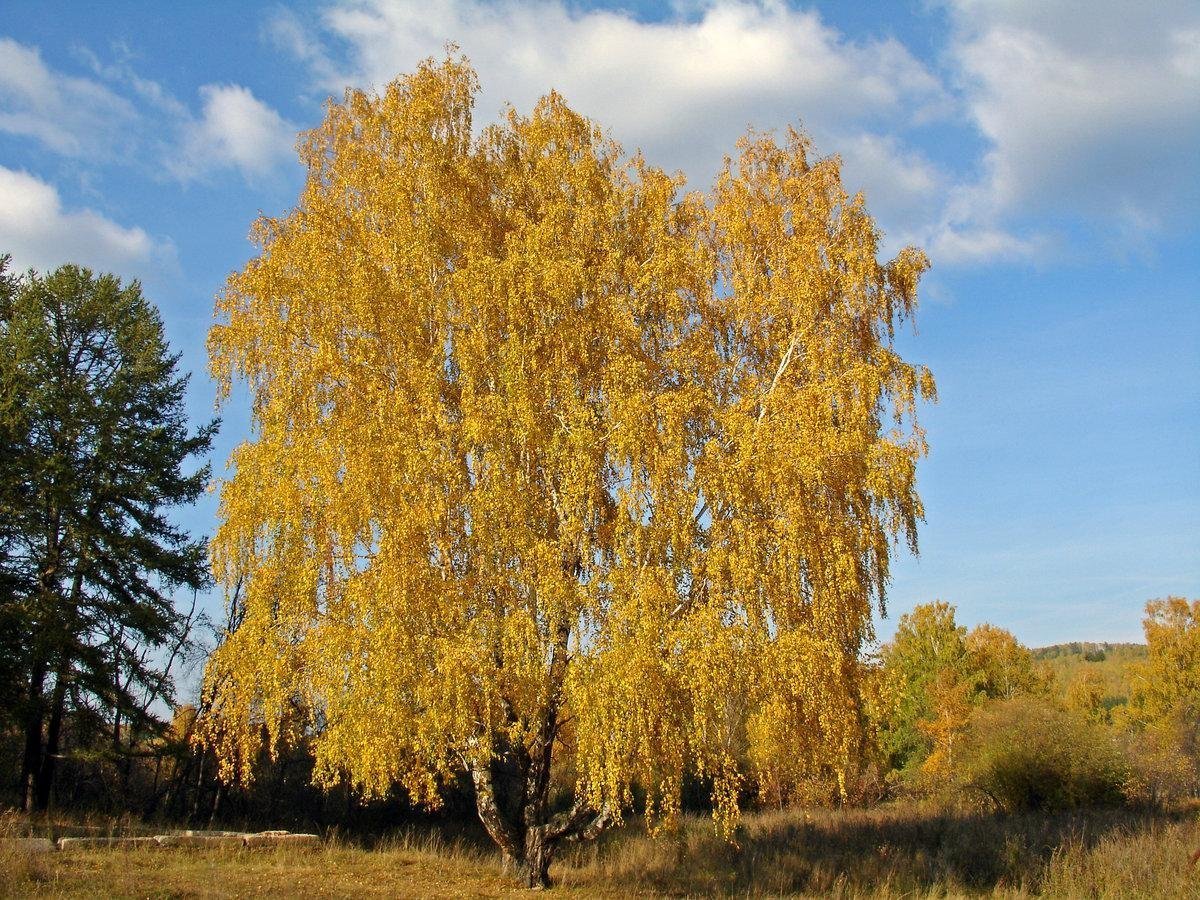 Картинки осенняя береза фото