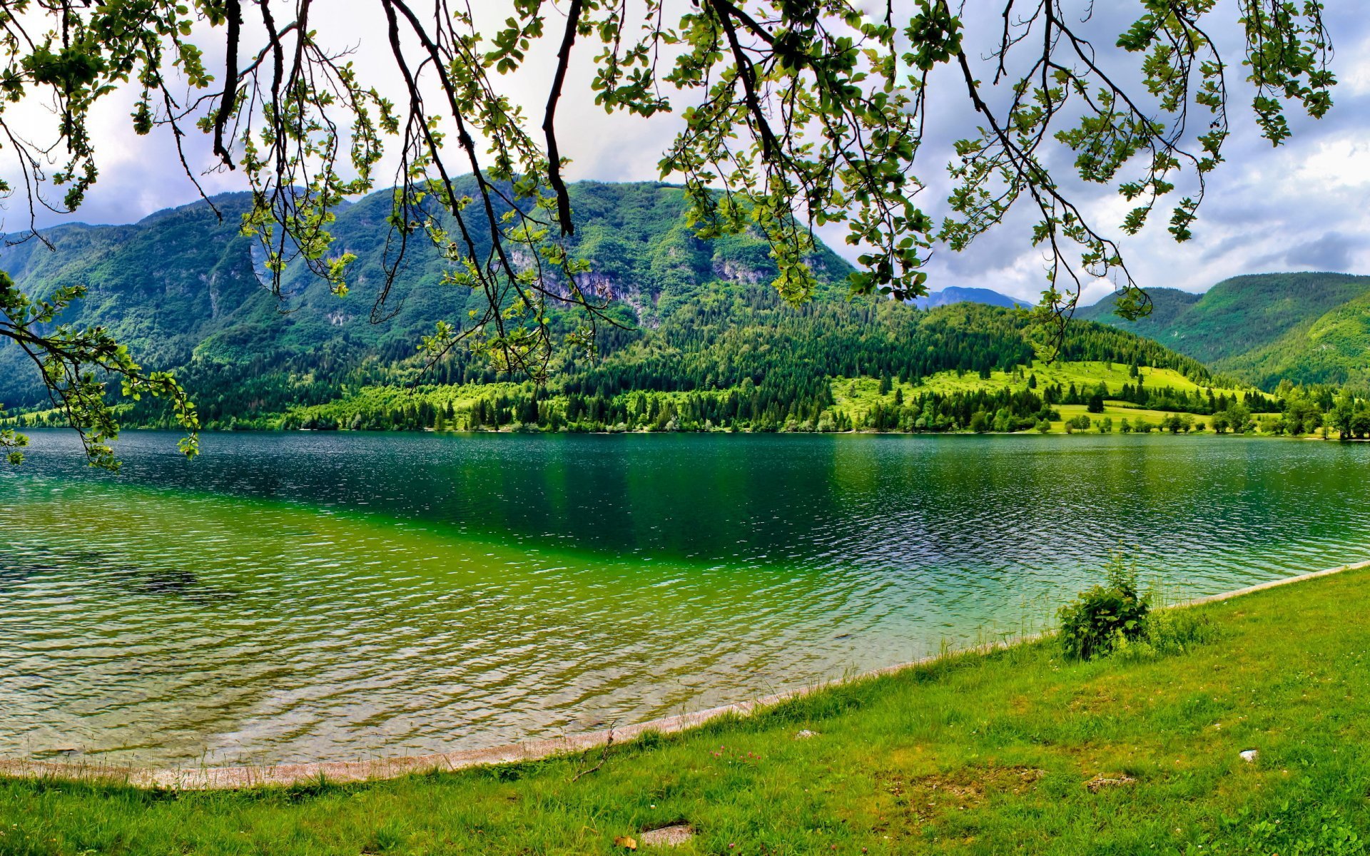 Картинки озеро и деревья фото