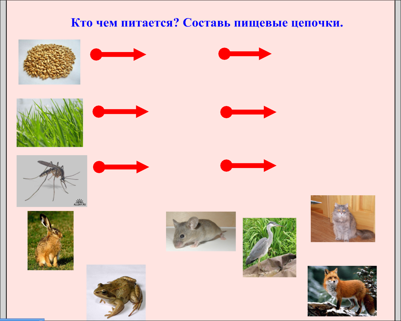 Картинки пищевой цепочки в природе фото