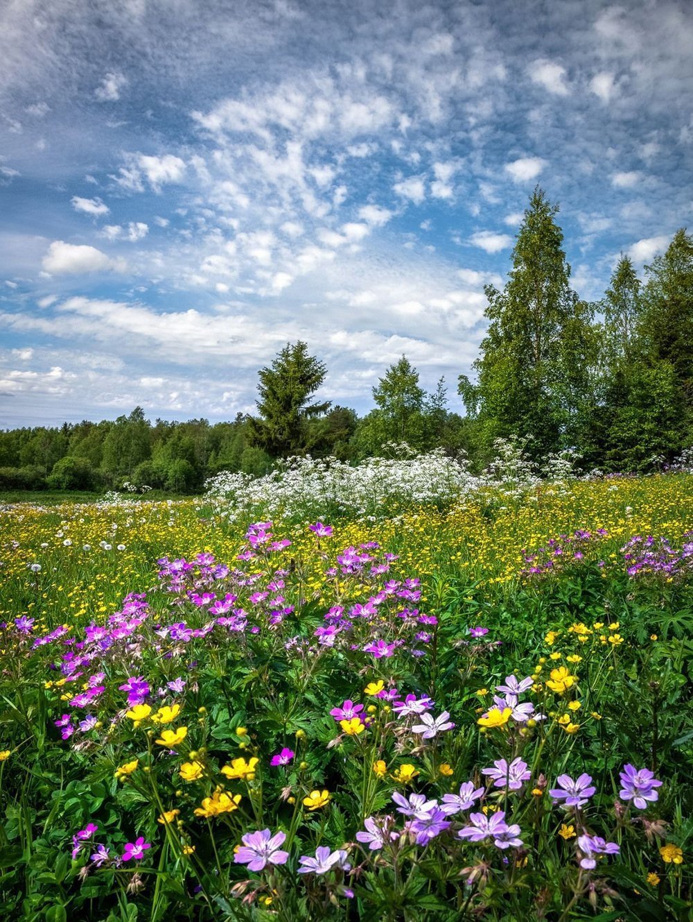 Картинки природы цветочки фото