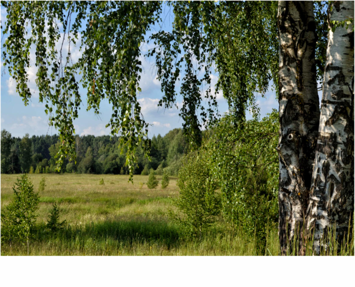 Картинки русской природы наша родина россия фото