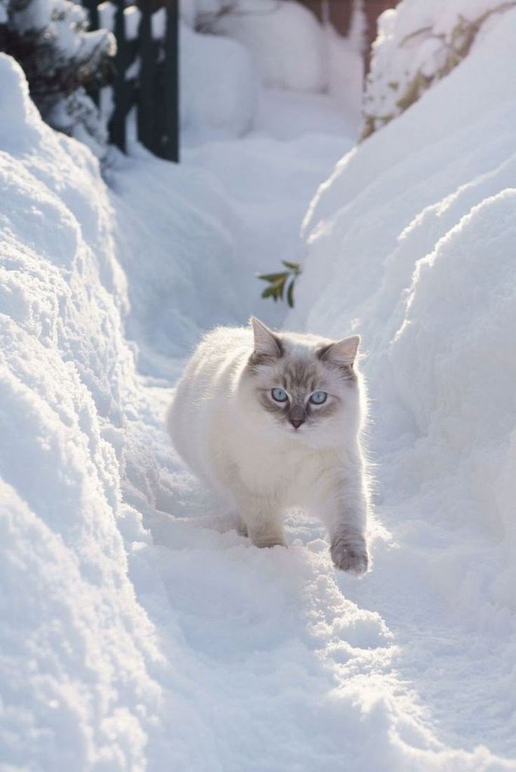 Картинки снежный котик фото