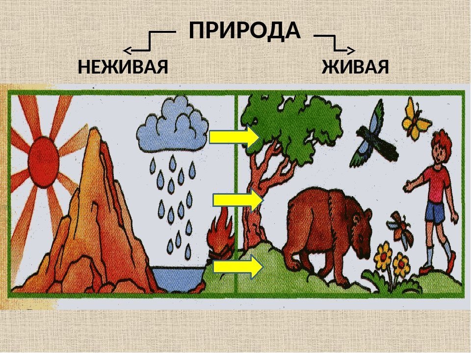 Картинки связь между живой и неживой природой фото