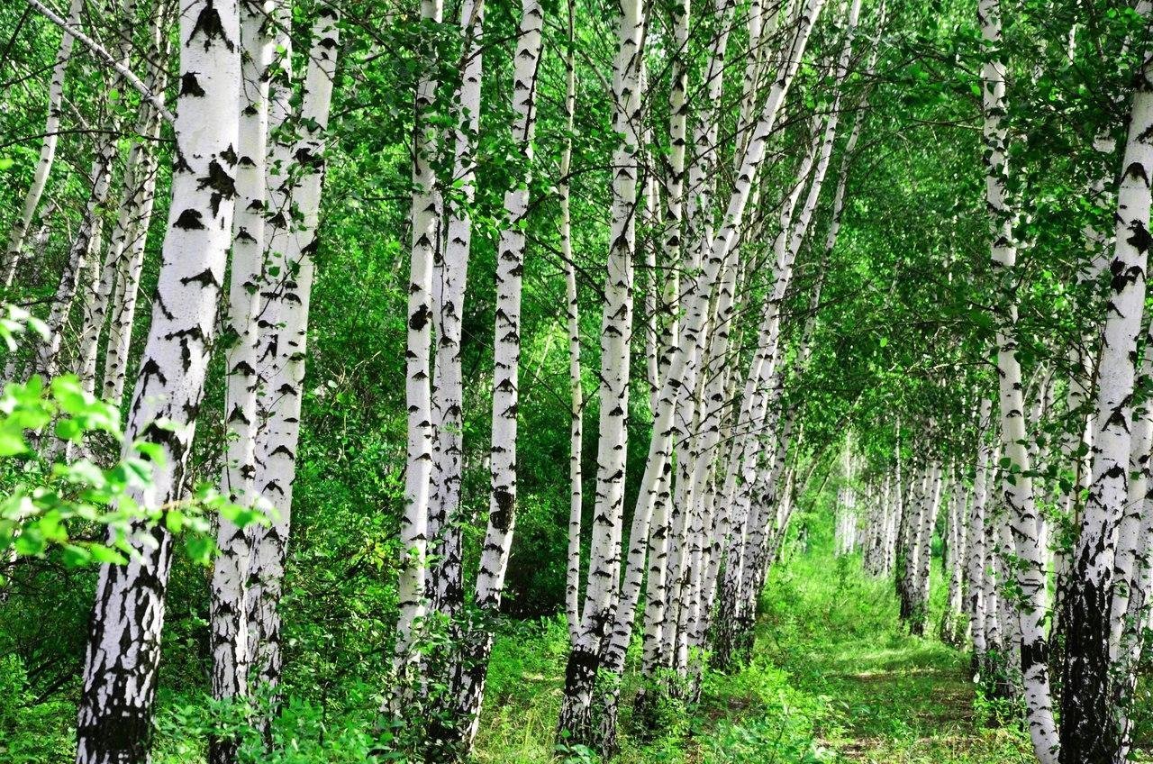 Картинки звезды береза фото