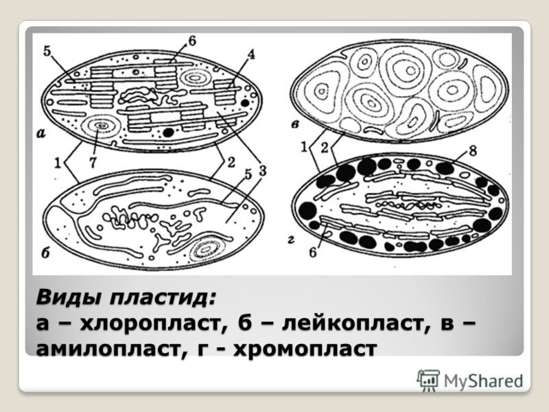 Хлоропласт черно белый рисунок фото