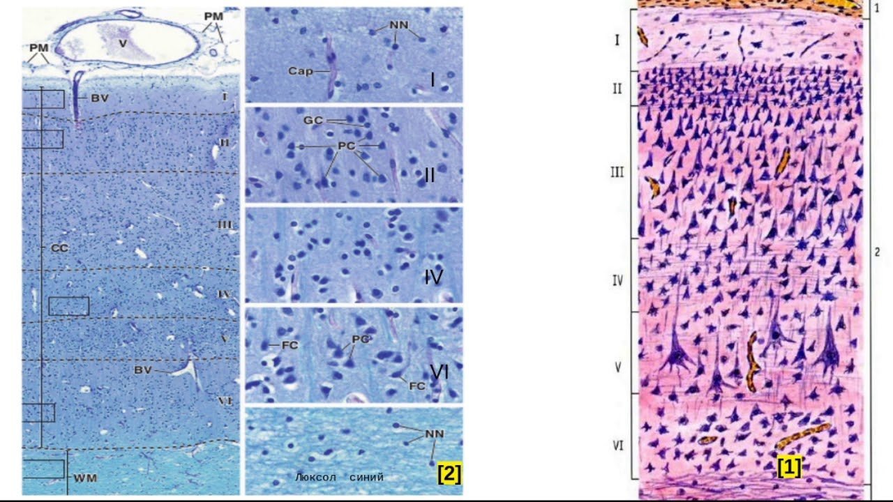 Кора больших полушарий гистология рисунок фото