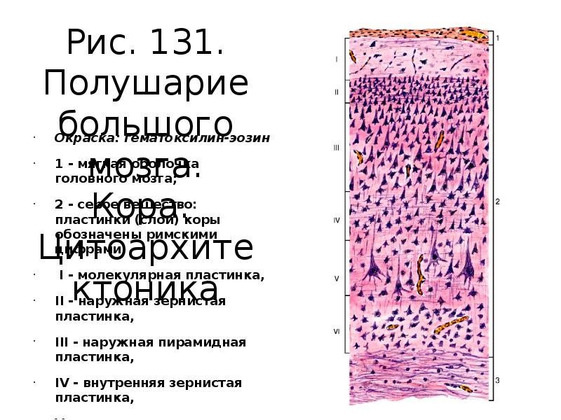 Кора больших полушарий головного мозга рисунок гистология фото