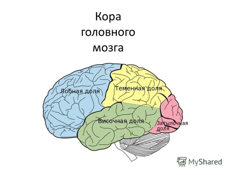 Кора больших полушарий рисунок фото