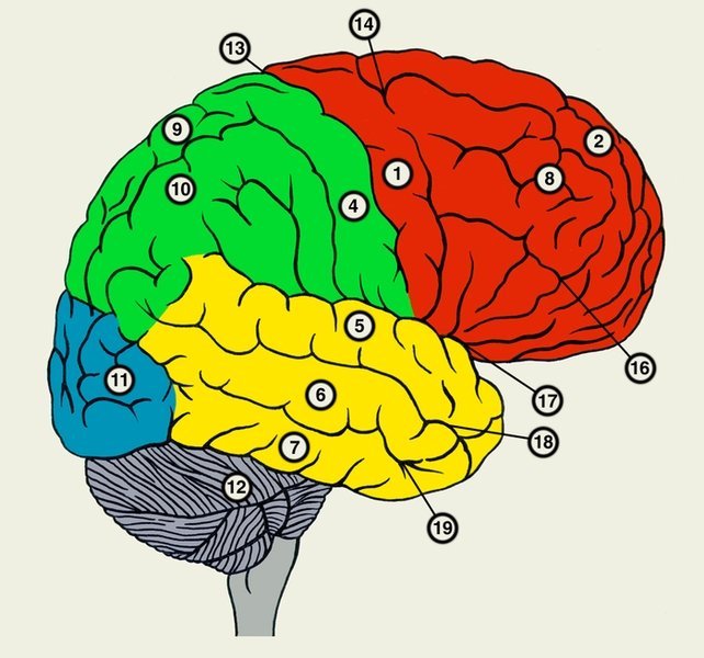 Полушария большого мозга рисунок фото