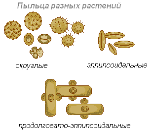 Растение с большим количеством пыльцы рисунок фото