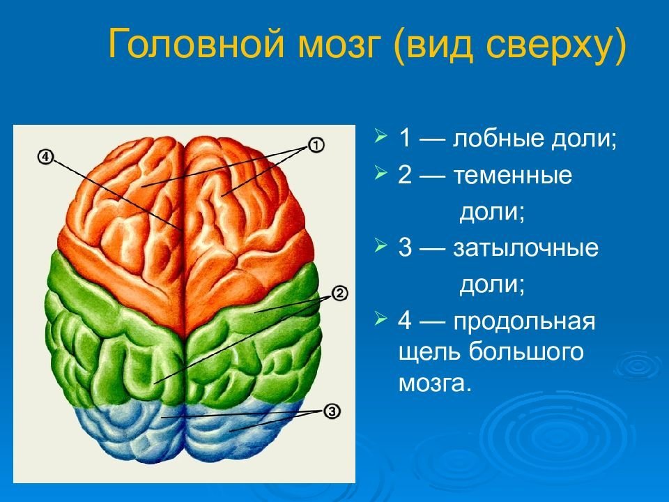 Рисунок большие полушария головного мозга фото