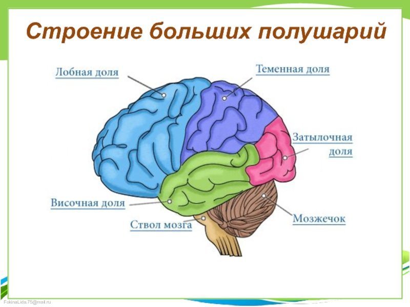 Рисунок большого мозга с обозначениями фото