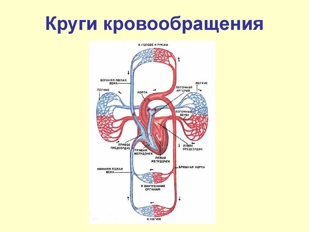 Рисунок большой и малый круг кровообращения фото