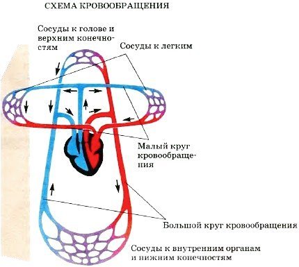 Рисунок большой круг кровообращения фото