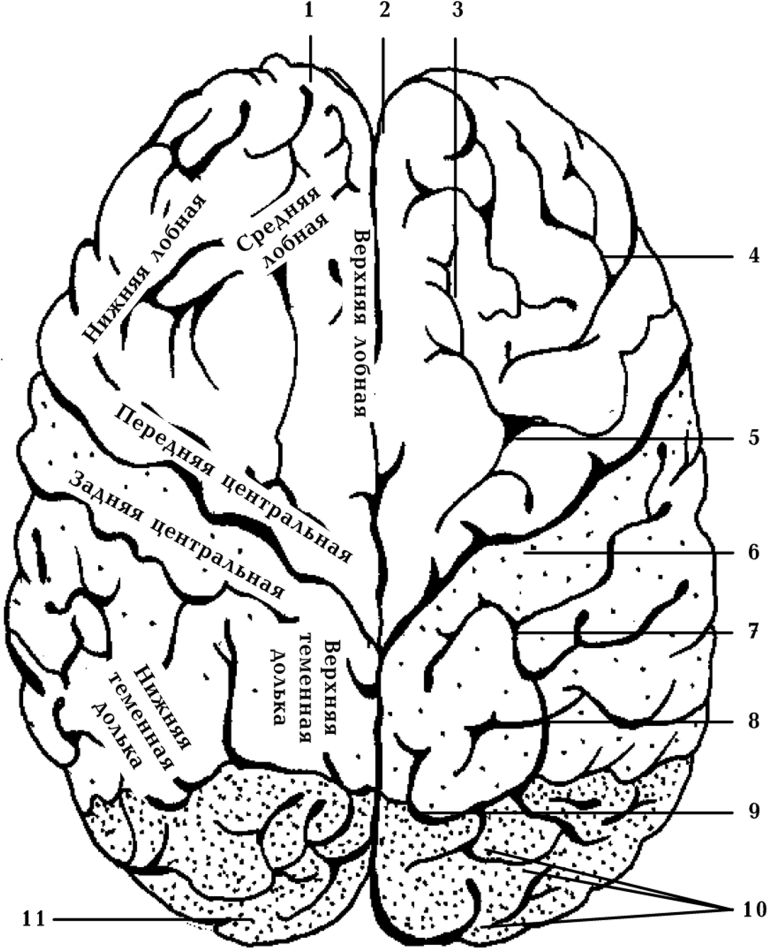 Рисунок борозд больших полушарий усилен фото