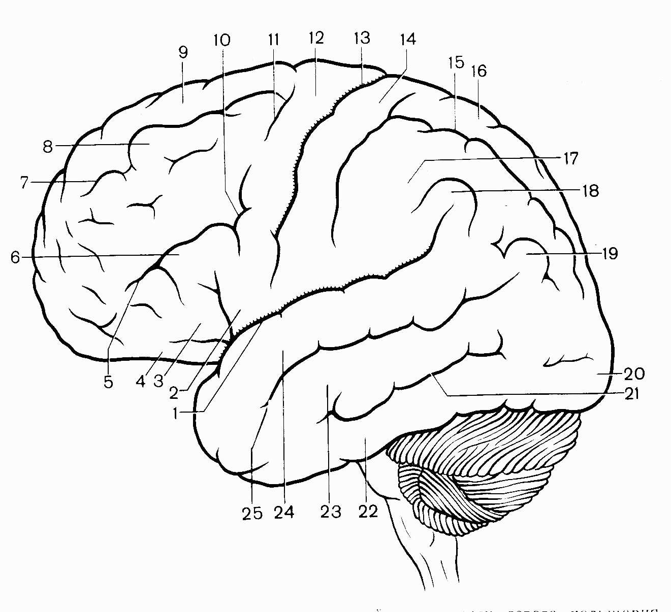 Рисунок борозды и извилины коры больших полушарий фото