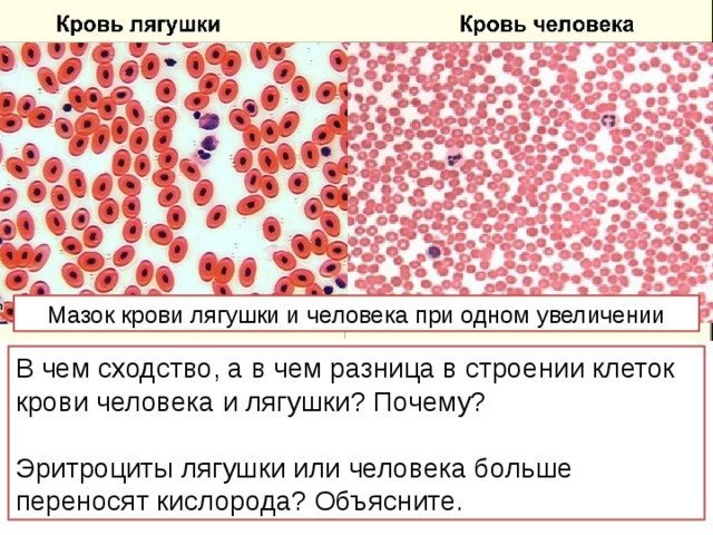 Рисунок крови лягушки при малом и большом увеличении фото