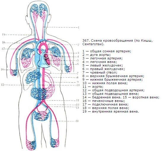 Рисунок сосудов большого круга кровообращения фото