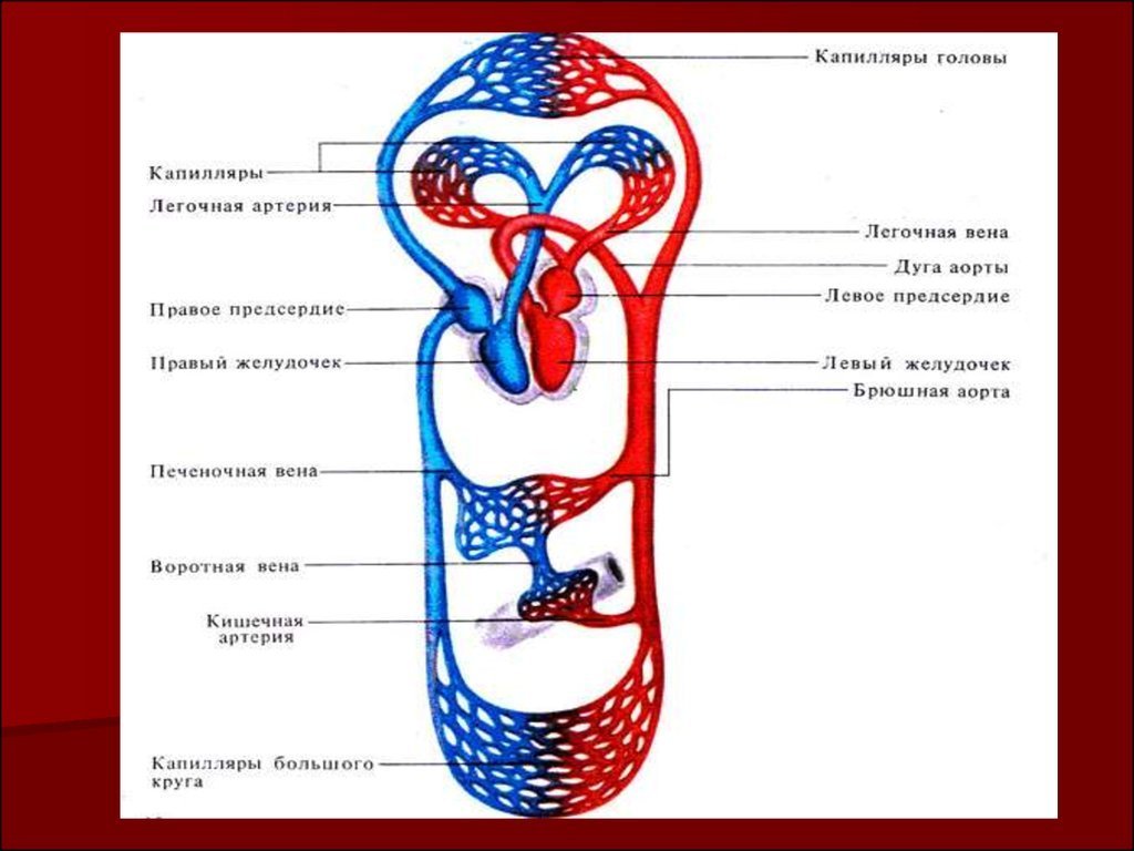 Рисунок сосуды большого и малого круга кровообращения фото