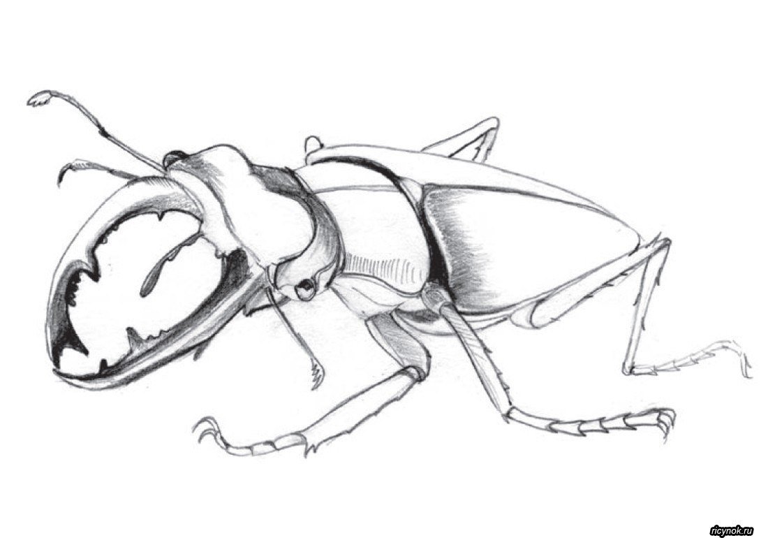 Рисунок жук карандашом фото