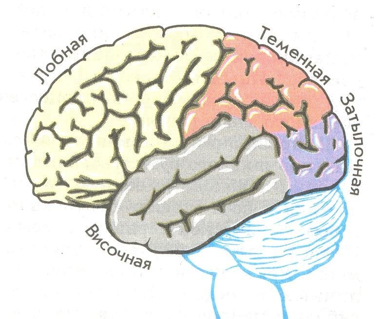 Рисунок зоны коры больших полушарий фото