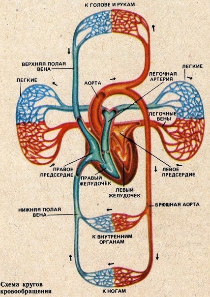 Сердце большой и малый круг кровообращения рисунок фото