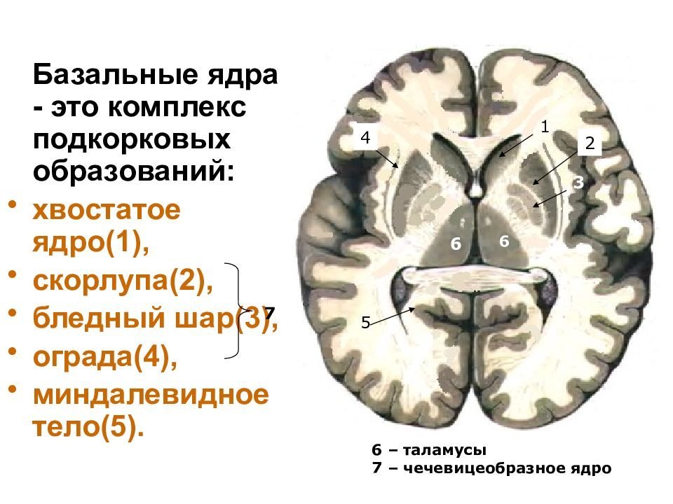 Серое вещество ядер больших полушарий рисунок фото