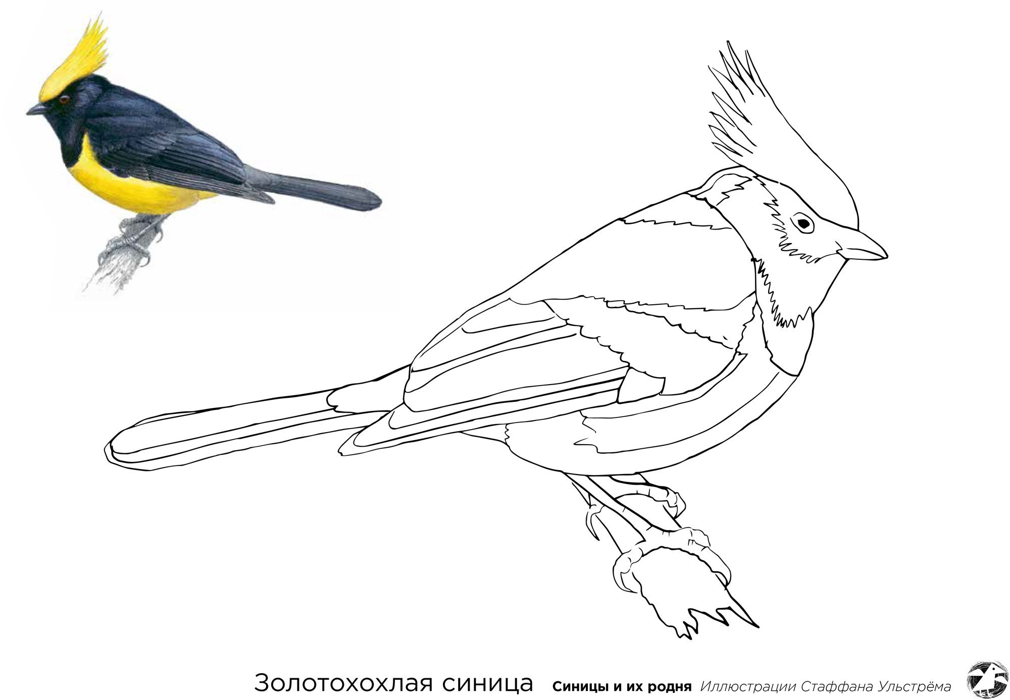 Синичка рисунок раскраска фото