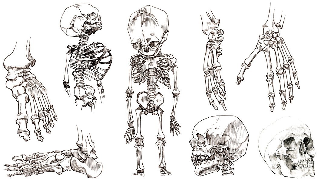 Скелет рисунка аниме фото