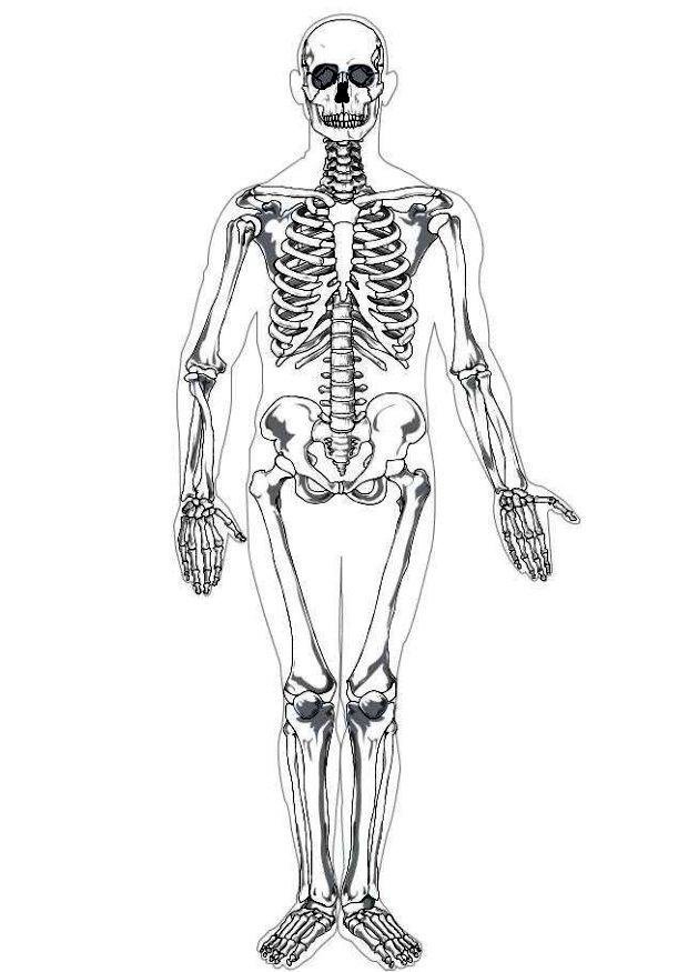 Скелет рисунок большой фото