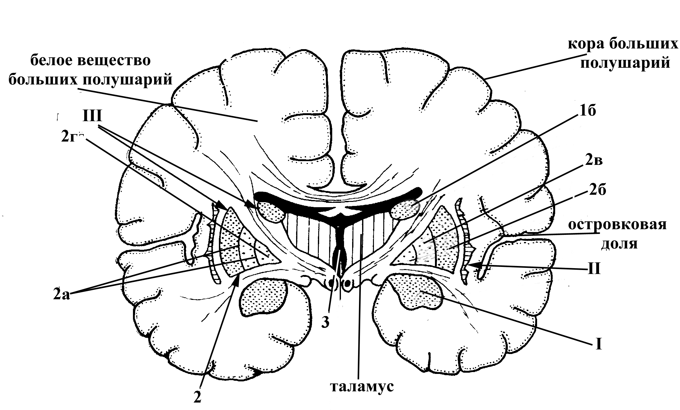 Схематичный рисунок среза больших полушарий фото