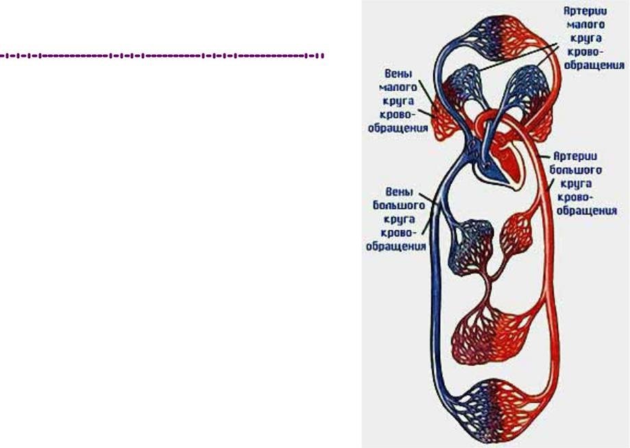 Вены большого круга кровообращения рисунок фото