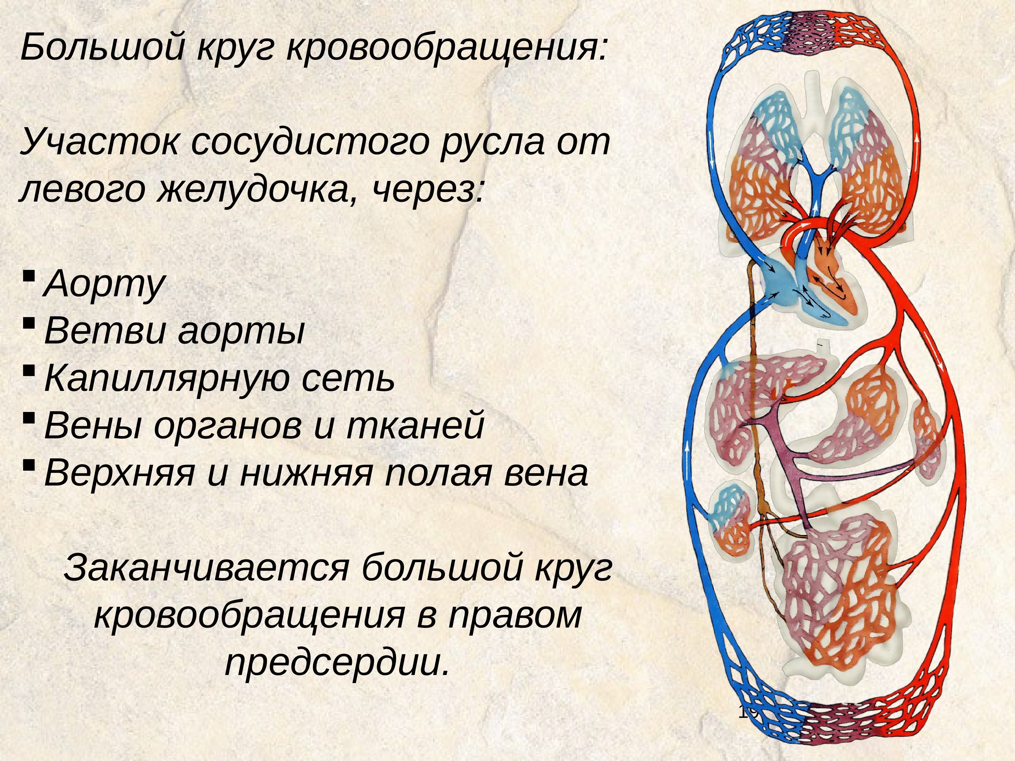 Вены большого круга кровообращения рисунок с подписями фото