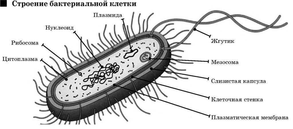 Бактериальная клетка рисунок простой фото