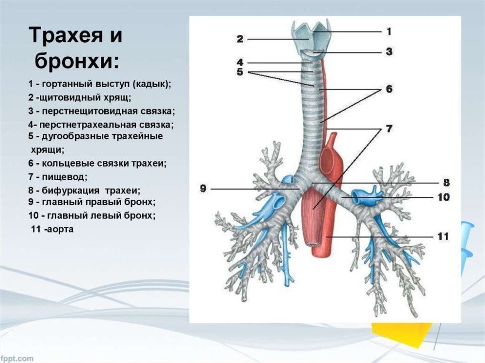 Бронхи трахея легкие на рисунке фото