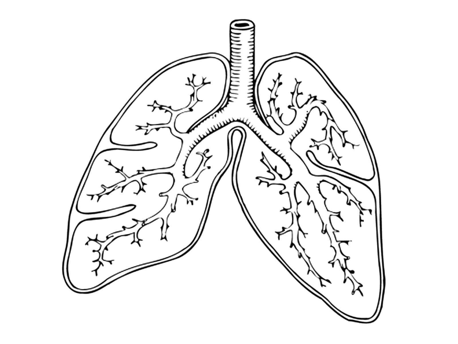 Человеческие легкие рисунок карандашом фото