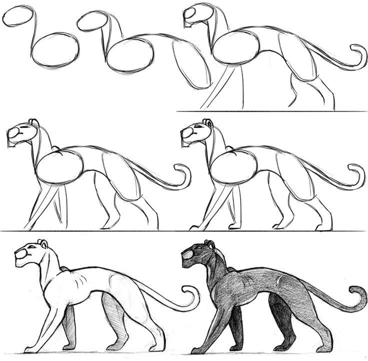 Черная пантера рисунок карандашом легко фото